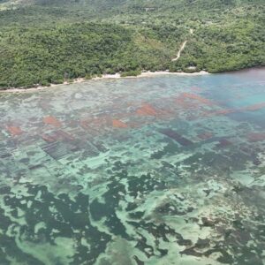 Seamoss Saint Lucia (3)